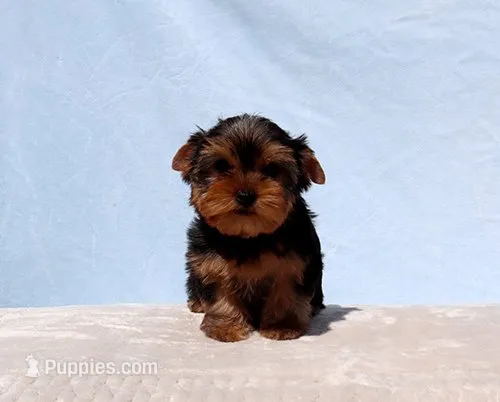 Toy Yorkie Puppy Boy (Reno) – Yorkshire Terrier puppy for sale in Los Angeles, CA