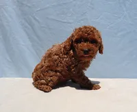 AKC Red Toy Poodle Puppy Girl (Wanda), a female Poodle - Toy  for sale in Los Angeles, CA – 7 of 8