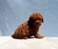 AKC Red Toy Poodle Puppy Boy (Zero), a male Poodle - Toy  for sale in Los Angeles, CA – 7 of 9