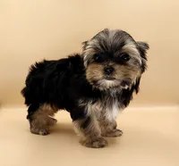 Toy Yorkie Puppy Girl (Rumi), a female Yorkshire Terrier for sale in Los Angeles, CA – 9 of 10