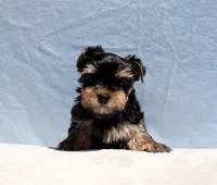 Toy Yorkie Puppy Girl (Candy), a female Yorkshire Terrier for sale in Los Angeles, CA – 3 of 6