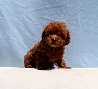 AKC Red Toy Poodle Puppy Boy (Royce), a male Poodle - Toy  for sale in Los Angeles, CA – 8 of 8