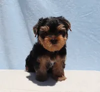 Toy Yorkie Puppy Boy (Prince), a male Yorkshire Terrier for sale in Los Angeles, CA – 3 of 5