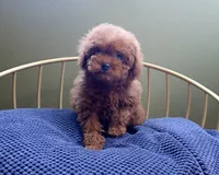 AKC Red Toy Poodle Puppy Boy (Dash), a male Poodle - Toy  for sale in Los Angeles, CA – 1 of 5
