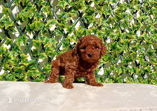 AKC Red Toy Poodle Girl (Xena)