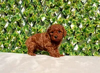 processed/621c8190-0d6e-442b-9833-536ca4f16d54/listing/61d5d742-2822-4566-81a8-242a4dcb44cc/f592bb05-4040-4177-9ebf-6d37cccb8735