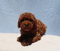AKC Red Toy Poodle Puppy Girl (Wanda), a female Poodle - Toy  for sale in Los Angeles, CA – 2 of 8