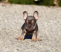 AKC Lilac Tri French Bulldog Puppy Boy, a male French Bulldog for sale in Los Angeles, CA – 3 of 9