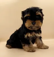 Toy Yorkie Puppy Girl (Tilly), a female Yorkshire Terrier for sale in Los Angeles, CA – 6 of 10