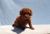 AKC Red Toy Poodle Puppy Boy (Aloha), a male Poodle - Toy  for sale in Los Angeles, CA – 7 of 10