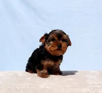 Toy Yorkie Puppy Boy (Reno), a male Yorkshire Terrier for sale in Los Angeles, CA – 10 of 10