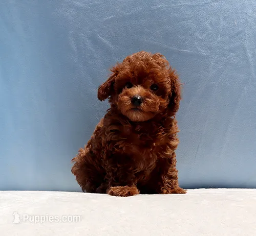 AKC Red Toy Poodle Puppy Boy (Royce) – Poodle - Toy  puppy for sale in Los Angeles, CA
