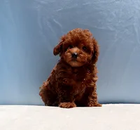 AKC Red Toy Poodle Puppy Boy (Royce), a male Poodle - Toy  for sale in Los Angeles, CA – 1 of 8