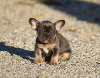 AKC Blue Tri French Bulldog Puppy Girl, a female French Bulldog for sale in Los Angeles, CA – 6 of 8