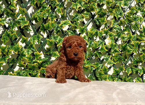 AKC Red Toy Poodle Girl