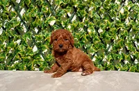 processed/621c8190-0d6e-442b-9833-536ca4f16d54/listing/66cc8d67-3c93-42ff-9916-4c0fa281b6cd/ad86f332-27b9-4b85-951f-0fc7f38c81c2