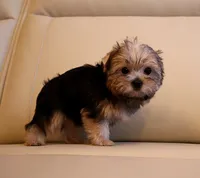 Tiny Teacup Yorkie Puppy Girl (Honey), a female Yorkshire Terrier for sale in Los Angeles, CA – 3 of 5
