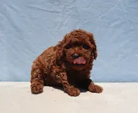 AKC Red Toy Poodle Puppy Boy (Yoshi), a male Poodle - Toy  for sale in Los Angeles, CA – 5 of 8