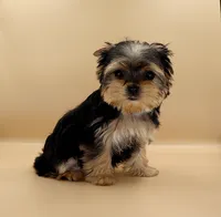 Toy Yorkie Puppy Girl (Bella), a female Yorkshire Terrier for sale in Los Angeles, CA – 6 of 9