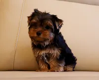 Toy Yorkie Puppy Boy (Fido), a male Yorkshire Terrier for sale in Los Angeles, CA – 5 of 5