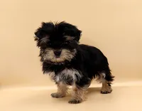 Toy Yorkie Puppy Boy (Nitro), a male Yorkshire Terrier for sale in Los Angeles, CA – 9 of 10