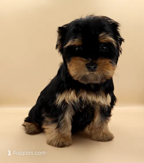 Toy Yorkie Puppy Girl (Tilly) – Yorkshire Terrier puppy for sale in Los Angeles, CA
