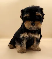 Toy Yorkie Puppy Girl (Tilly), a female Yorkshire Terrier for sale in Los Angeles, CA – 1 of 10