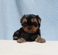 Teacup Yorkie Puppy Boy (Ralphy), a male Yorkshire Terrier for sale in Los Angeles, CA – 3 of 5