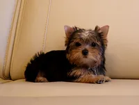 Tiny Teacup Yorkie Puppy Boy (Gizmo), a male Yorkshire Terrier for sale in Los Angeles, CA – 3 of 5