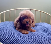 AKC Red Toy poodle Puppy Girl (Yuki), a female Poodle - Toy  for sale in Los Angeles, CA – 2 of 5