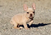 AKC Cream French Bulldog Puppy Boy, a male French Bulldog for sale in Los Angeles, CA – 6 of 10