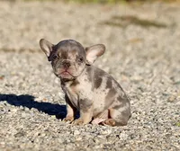 AKC Lilac Merle Tri French Bulldog Puppy Boy, a male French Bulldog for sale in Los Angeles, CA – 8 of 9