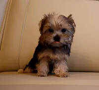 Tiny Teacup Yorkie Puppy Girl (Honey), a female Yorkshire Terrier for sale in Los Angeles, CA – 4 of 5