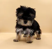 Toy Yorkie Puppy Boy (Nitro), a male Yorkshire Terrier for sale in Los Angeles, CA – 2 of 10