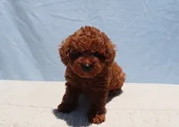 AKC Red Toy Poodle Puppy Girl (Uris), a female Poodle - Toy  for sale in Los Angeles, CA – 4 of 7