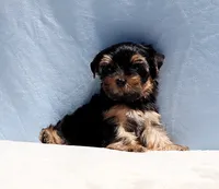 Toy Yorkie Puppy Boy (Benny), a male Yorkshire Terrier for sale in Los Angeles, CA – 3 of 9