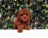 AKC Red Toy Poodle Puppy Girl (Ocean), a female Poodle - Toy  for sale in Los Angeles, CA – 2 of 5