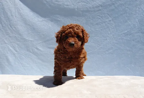 AKC Red Toy Poodle Puppy Boy (Aloha) – Poodle - Toy  puppy for sale in Los Angeles, CA