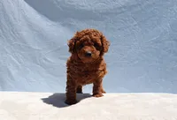 AKC Red Toy Poodle Puppy Boy (Aloha), a male Poodle - Toy  for sale in Los Angeles, CA – 1 of 10