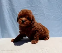 AKC Red Toy Poodle Puppy Boy (Royce), a male Poodle - Toy  for sale in Los Angeles, CA – 4 of 8