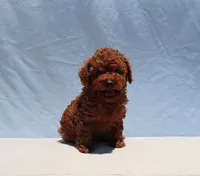 AKC Red Toy Poodle Puppy Girl (Tina), a female Poodle - Toy  for sale in Los Angeles, CA – 4 of 10
