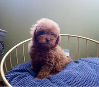AKC Red Toy Poodle Puppy Boy (Dash), a male Poodle - Toy  for sale in Los Angeles, CA – 3 of 5