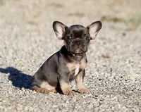 AKC Blue Tri French Bulldog Puppy Girl, a female French Bulldog for sale in Los Angeles, CA – 7 of 9