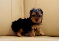 Toy Yorkie Puppy Girl (Echo), a female Yorkshire Terrier for sale in Los Angeles, CA – 3 of 5