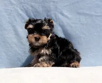 Toy Yorkie Puppy Girl (Candy), a female Yorkshire Terrier for sale in Los Angeles, CA – 4 of 6