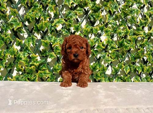AKC Red Toy Poodle Boy
