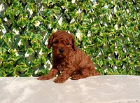 AKC Red Toy Poodle Boy, a male Poodle - Toy  for sale in Los Angeles, CA – Photo 4 of 5