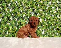 AKC Red Toy Poodle Boy, a male Poodle - Toy  for sale in Los Angeles, CA – Photo 3 of 5