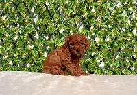 AKC Red Toy Poodle Boy, a male Poodle - Toy  for sale in Los Angeles, CA – Photo 5 of 5