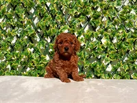 AKC Red Toy Poodle Boy, a male Poodle - Toy  for sale in Los Angeles, CA – Photo 2 of 5